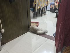 -瑞鹏宠物医院华南总院·夜诊·心脏科·骨科