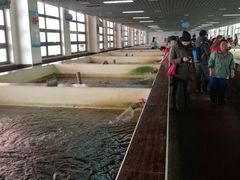 吃奶鱼-南宫五洲植物乐园