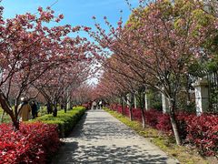 -高东镇樱花园