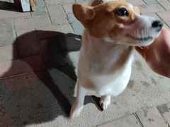 -二道木烤羊腿(桃花潭店)