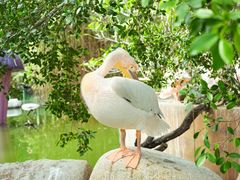 -灵玲国际马戏城