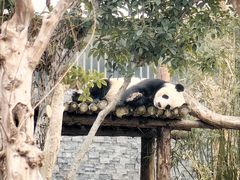 -武汉动物园