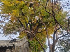 -泰山风景名胜区-普照寺