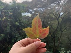 -广州市石门国家森林公园
