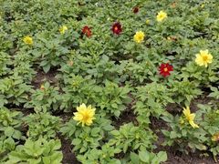 -黑龙江省森林植物园