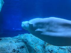 -珠海长隆海洋王国