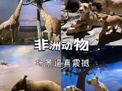 -上海自然博物馆