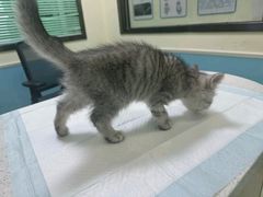 -天宠宠物医院24小时·急重症诊疗中心·全科·腔镜特色(和平分院)