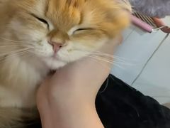 -艾贝尔宠物医院·24H转诊中心·肿瘤猫专科(江宁双龙店)