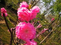 -大兴滨河森林公园