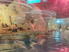 -帝企鹅自助餐厅•儿童岛•真企鹅(长隆企鹅酒店)