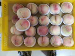 -老袁家蜜桃农场·阳山水蜜桃