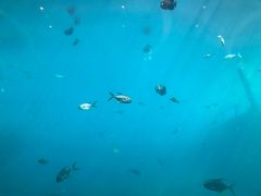 -瑞德姆美人鱼海底演艺主题餐厅(亚龙湾店)