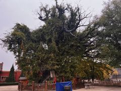 -大槐树寻根祭祖园