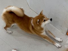 -共舞时光猫咖·狗咖(新街口店)