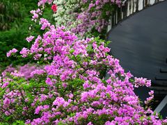 -深圳市中科院仙湖植物园