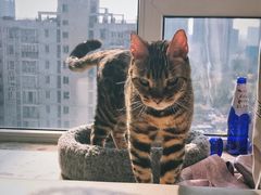 -帕帕拉兹宠物(亚洲旗舰店)