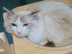 -飞行喵MR PILOT|猫舍·猫咖(静安大融城店)