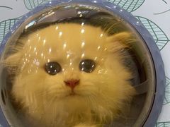 -瑞鹏宠物医院犬猫全科(真大分院)