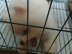 -PETKIT小佩宠物(古北店)