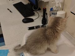 -萌兽医馆·犬猫专科·眼科中心·宠物医院(朝阳门分院)