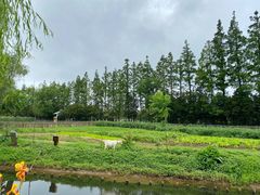 -前小桔亲子创意农场·草莓采摘·露营烧烤