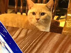 -猫色咖啡·猫咖