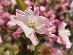 -泰州凤城河风景区-泰山公园