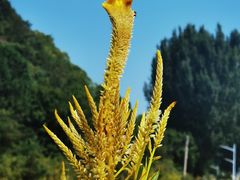 -紫海香堤香草艺术庄园