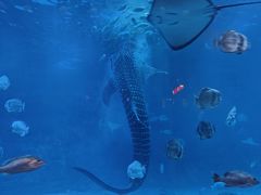 -烟台海昌鲸鲨海洋公园