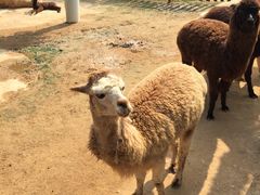 -泉州海丝野生动物世界