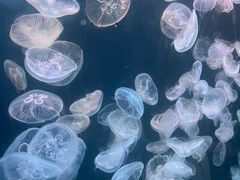 -大连老虎滩海洋公园