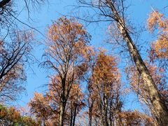 -上海共青森林公园