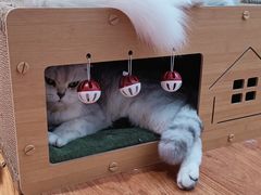 -有猫主题·治愈系猫咖(曾厝垵店)