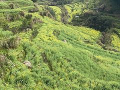 -灵山景区梯田