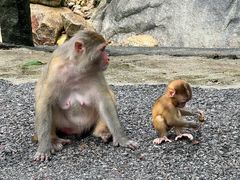 -姑婆山旅游区