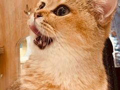 -飞行喵MR PILOT|猫舍·猫咖(静安大融城店)