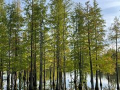 -白鹭湾湿地公园