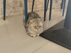 -平行世界·猫咖(首经贸店)