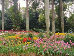 -深圳仙湖植物园
