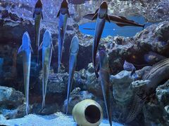 -海合安成都极地海洋公园