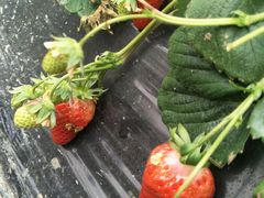 -胜丰草莓采摘园