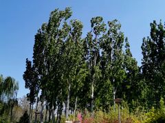 -大兴滨河森林公园