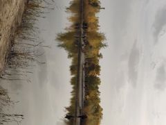 -金塔沙漠胡杨林景区