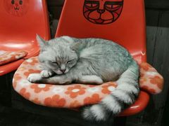 -猫咪博物馆(顶澳仔猫街店)