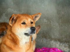 -成都爱之家动物救助中心