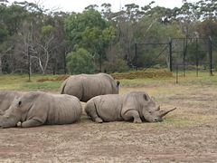 -威勒比开放式动物园