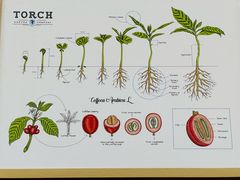 -Torch Coffee 炬点咖啡