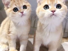 -东方名猫馆·英短金渐层布偶猫舍(环线广场1号楼店)