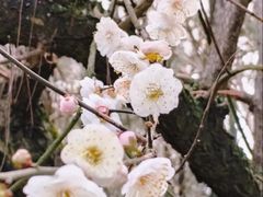 -南山植物园
